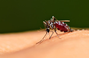 walka z komarami